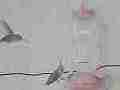 Hummingbird fight jab and head bite slow motion 240fps [playback at 23.98 = -10x] Cat.#V23709, 1920x1080 MPEG2/AVC(.MTS), 16 sec. at 240/23.98fps 