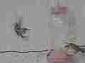 Hummingbird bites another and chases her off in 240fps slow motion [playback at 23.98 = -10x] Cat.#V23732, 1920x1080 MPEG2/AVC(.MTS), 15 sec. at 240/23.98fps 