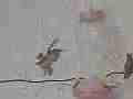 Fast hummingbird fly-in and attack in 240fps slow motion [playback at 23.98 = -10x] Cat.#V23735, 1920x1080 MPEG2/AVC(.MTS), 15 sec. at 240/23.98fps 