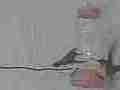 Aerobatic hummingbord attack and chase-off in 240fps slow motion [playback at 23.98 = -10x] Cat.#V23761, 1920x1080 MPEG2/AVC(.MTS), 27 sec. at 240/23.98fps 