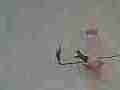 A hummingbird drives away an intruder in 240fps slow motion recorded in 120ps slow motion [playback at 15fps = -10x] Cat.#V23781, 1920x1080 CineForm 10-bit Visually Perfect HD (Wavelet)/CFHD(.AVI), 16 sec. at 15fps 