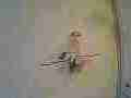 Hummingbird attacks another who fights back in 240fps slow motion recorded in 120ps slow motion [playback at 15fps = -10x] Cat.#V23793, 1920x1080 CineForm 10-bit Visually Perfect HD (Wavelet)/CFHD(.AVI), 22 sec. at 15fps 