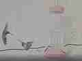 Black chin Hummingbird attacks allens male Cat.#V23814, 1920x1080 MPEG2/AVC(.MTS), 15 sec. at 240/23.98fps 