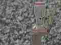 Black chin hummingbird attacks female but loses challenge Cat.#V23873, 1920x1080 MPEG2/AVC(.MTS), 15 sec. at 240/23.98fps 