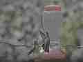 hummingbird bite and fight Cat.#V23880, 1920x1080 MPEG2/AVC(.MTS), 18 sec. at 240/23.98fps 