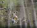 Pond Shore at Old Hickory Lake Cat.#V24424, 1920x1080 H.264/avc1(.MOV), 24 sec. at 29.971fps 