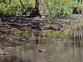 Pond Shore at Old Hickory Lake Cat.#V24429, 1920x1080 H.264/avc1(.MOV), 20 sec. at 29.971fps 