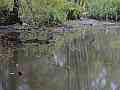 Pond Shore at Old Hickory Lake Cat.#V24431, 1920x1080 H.264/avc1(.MOV), 20 sec. at 29.971fps 