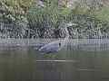 Great Blue Heron at Old Hickory Lake Cat.#V24434, 1920x1080 H.264/avc1(.MOV), 27 sec. at 29.971fps 