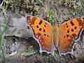 Question Mark Butterfly on mud (slow flap) Cat.#V24444, 1920x1080 H.264/avc1(.MOV), 11 sec. at 29.971fps 