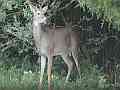 Nikon D5100 Buck at woods edge eating trees Cat.#V24524, 1920x1080 H.264/avc1(.MOV), 28 sec. at 29.971fps 