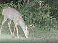 Nikon D5100 Buck walking grazing on grass Cat.#V24526, 1920x1080 H.264/avc1(.MOV), 15 sec. at 29.971fps 