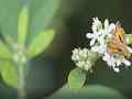 Skipper on white flower SDOF D5100 Cat.#V24540, 1920x1080 H.264/avc1(.MOV), 8 sec. at 29.971fps 