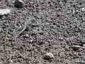 240fps Lizard eating Termites Cat.#V24572, 1920x1080 H.264/MPEG-4 AVC/avc1(.MP4), 13 sec. at 23.976fps 240fps Lizard eating Termites Cat.#V24572, 1920x1080 H.264/MPEG-4 AVC/avc1(.MP4), 13 sec. at 23.976fps