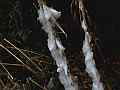 Ice flower Phenomenon (exuded plant water freezing) V24607 Cat.#V24607, 1920x1080 H.264/MPEG-4 AVC/avc1(.MP4), 10 sec. at 29.971fps 