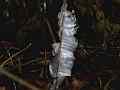 Ice flower Phenomenon (exuded plant water freezing) V24608 Cat.#V24608, 1920x1080 H.264/MPEG-4 AVC/avc1(.MP4), 7 sec. at 29.971fps 