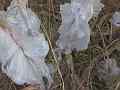 Ice flower Phenomenon (exuded plant water freezing) V24613 Cat.#V24613, 3840x2160 H.264/MPEG-4 AVC/avc1(.MP4), 9 sec. at 29.971fps 