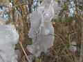 Ice flowers (exuded plant water freezing phenomenon) V24614 Cat.#V24614, 3840x2160 H.264/MPEG-4 AVC/avc1(.MP4), 15 sec. at 29.971fps 