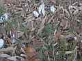 Ice flower Phenomenon (pan left on forest floor showing multiple examples) V24615 Cat.#V24615, 3840x2160 H.264/MPEG-4 AVC/avc1(.MP4), 9 sec. at 29.971fps 