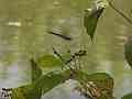 V24895a 120fps dragonflies jocky for landing spot on foliage Cat.#V24895a, 1920x1080 H.264/MPEG-4 AVC/avc1(.MP4), 25 sec. at 23.976fps 
