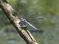 V24897a 120fps dragonfly good landing Cat.#V24897a, 1920x1080 H.264/MPEG-4 AVC/avc1(.MP4), 14 sec. at 23.976fps 