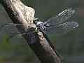 V24899a 120fps dragonfly long rest and takeoff Cat.#V24899a, 1920x1080 H.264/MPEG-4 AVC/avc1(.MP4), 6 sec. at 23.976fps 