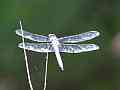 V24904a 120fps dragonfly takeoff forked twig Cat.#V24904a, 1920x1080 H.264/MPEG-4 AVC/avc1(.MP4), 6 sec. at 23.976fps 