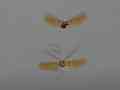 V24908a 120fps red dragonflies hovering Cat.#V24908a, 1920x1080 H.264/MPEG-4 AVC/avc1(.MP4), 12 sec. at 23.976fps 