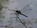 V24929a 120fps dragonfly wide unstable footing Cat.#V24929a, 1920x1080 H.264/MPEG-4 AVC/avc1(.MP4), 9 sec. at 23.976fps 