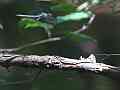 V24938a 120fps dragonfly fly-by sunny spot Cat.#V24938a, 1920x1080 H.264/MPEG-4 AVC/avc1(.MP4), 5 sec. at 23.976fps 